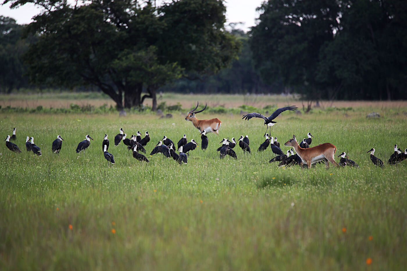 Wildlife  - Mutanda Farms